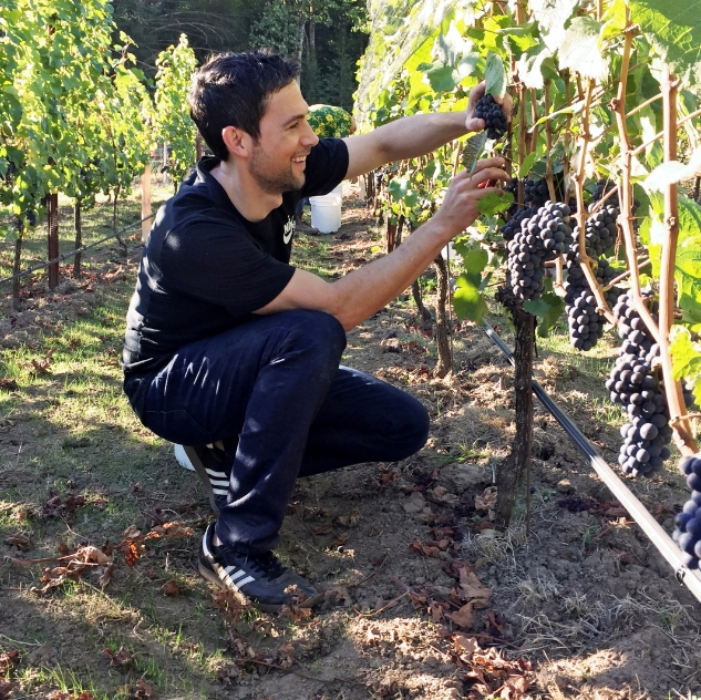 Saul harvesting grapes