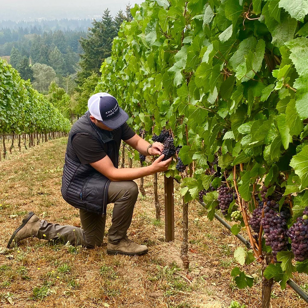 Working the vineyard